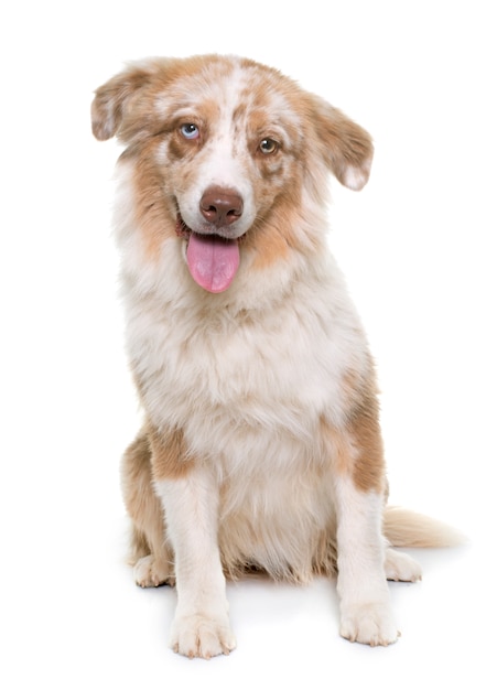 australian shepherd