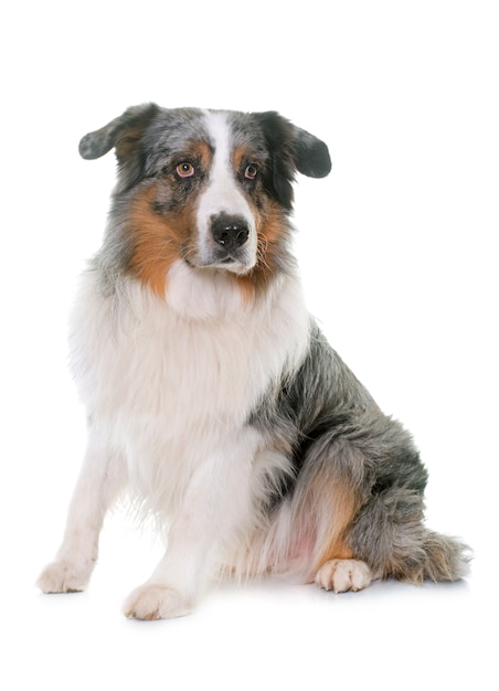 australian shepherd 