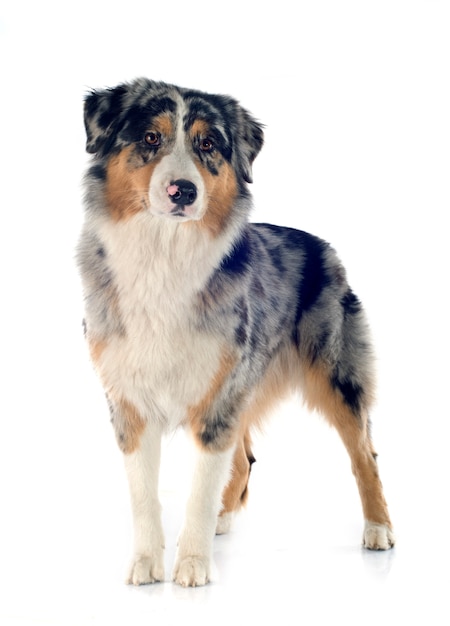 Australian shepherd