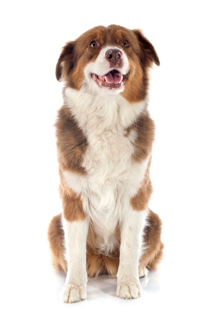 australian shepherd