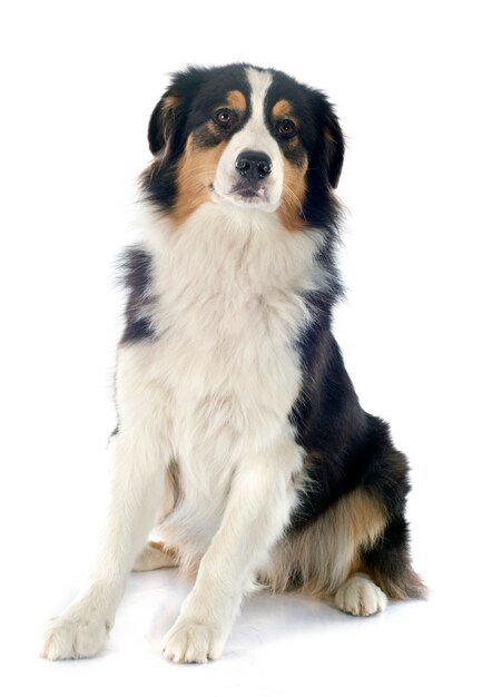 australian shepherd