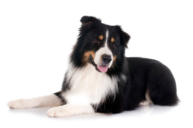 australian shepherd