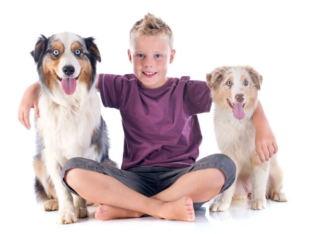 australian shepherds and boy