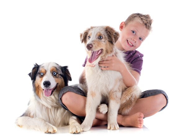 australian shepherds and boy