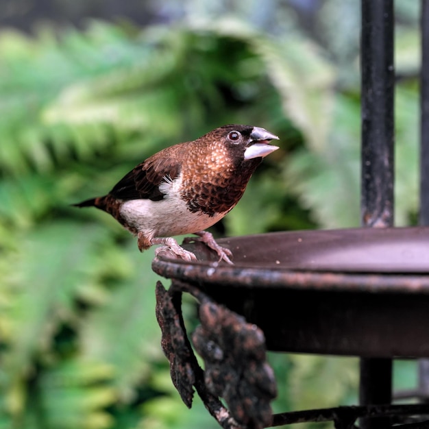 Australian sparrow