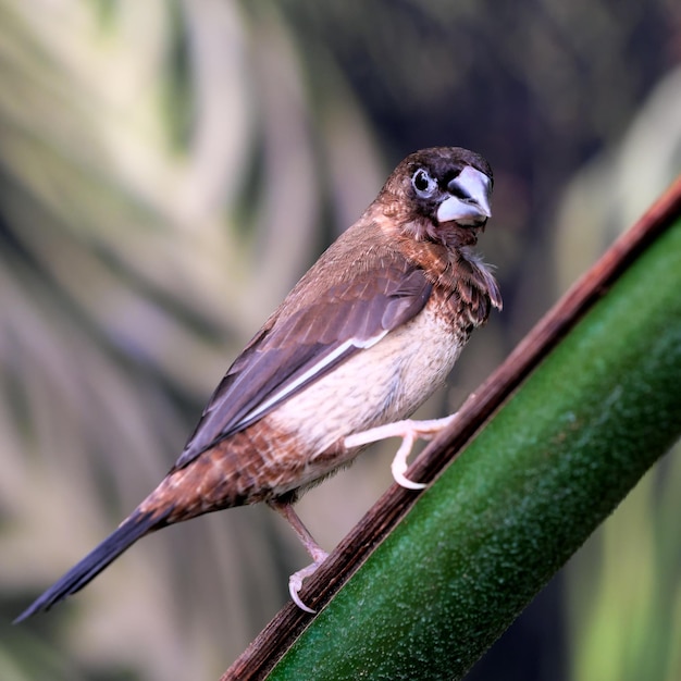 Australian sparrow