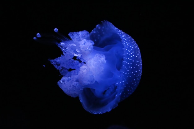 Photo australian spotted jellyfish