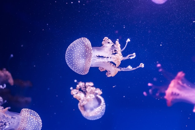 Australian spotted jellyfishes in the water