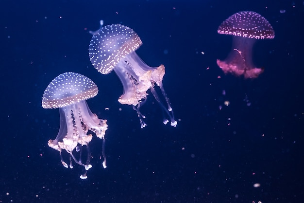 Australian spotted jellyfishes in the water