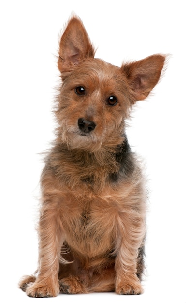 Australian Terrier dog, 9 years old, sitting 