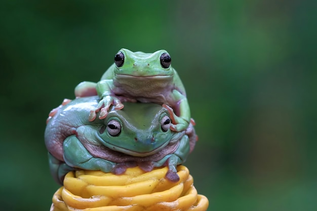 黄色い花の上のオーストラリアのアマガエル