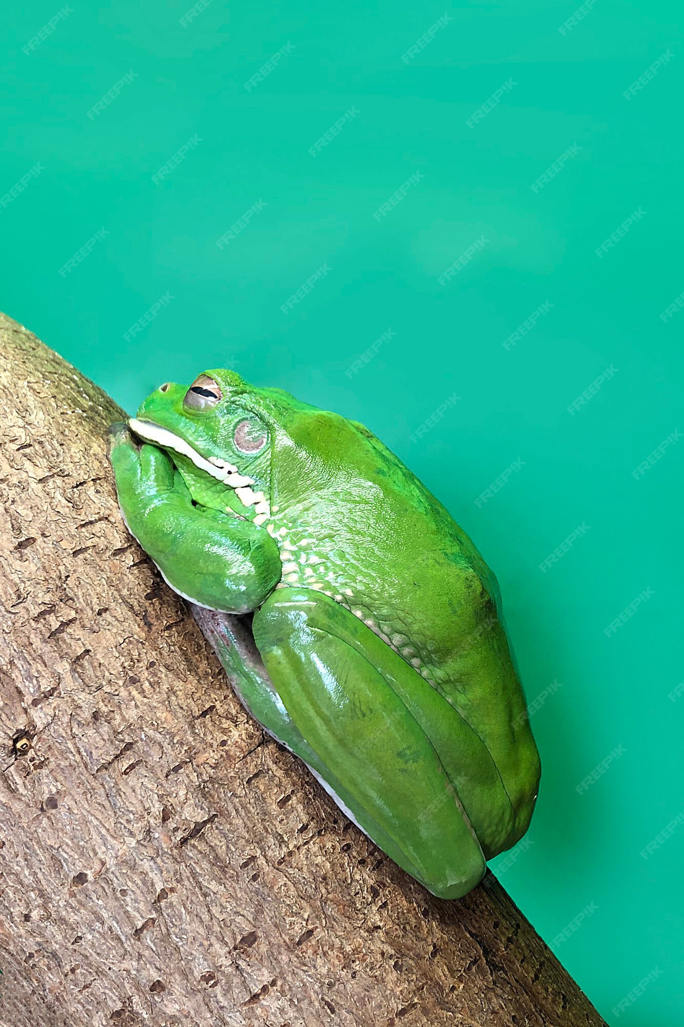 Premium Photo | Australian tree frogs or litoria