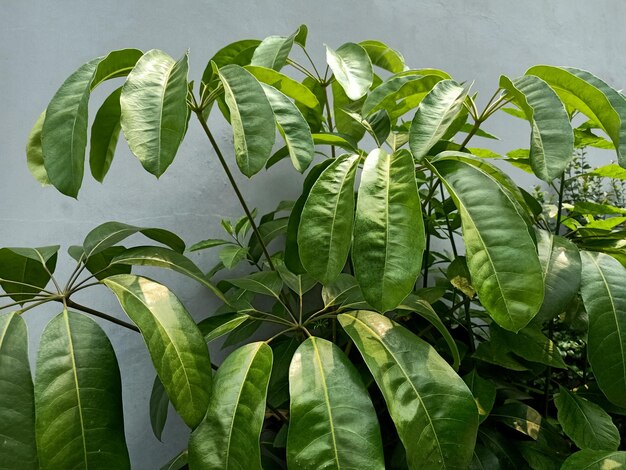 An australian umbrella tree plant with green leaves and a white wall behind it