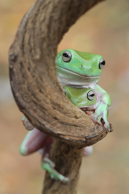 Australian white tree frog on branch dumpy frog on branch animal closeup amphibian closeup