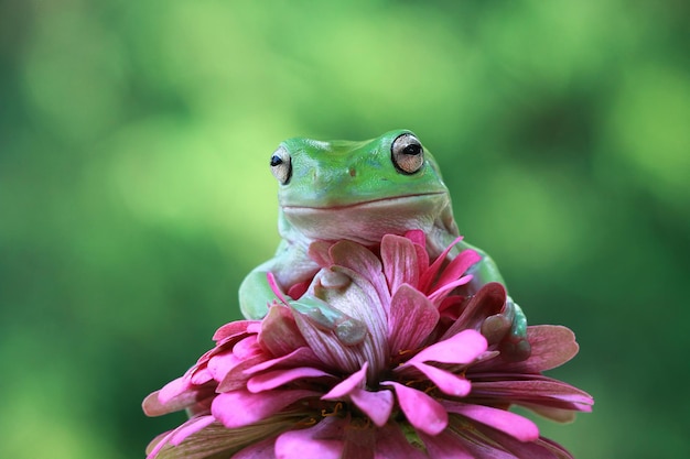 Australian white tree frog on flower