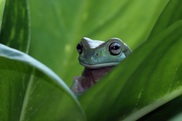 写真 緑の葉にオーストラリアの白いアマガエル