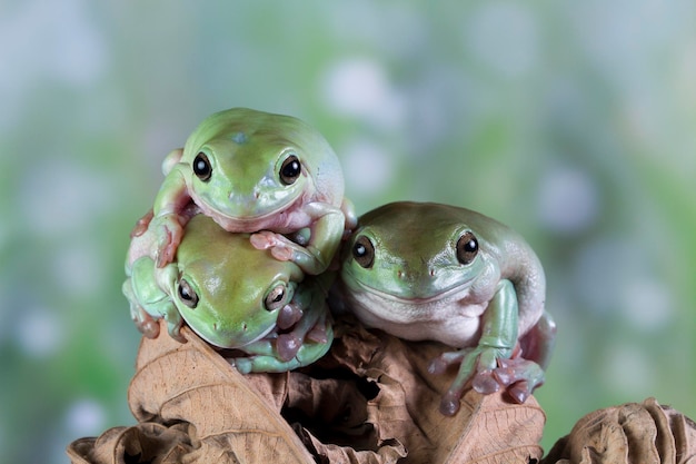 Australian white tree frog sitting on branch dumpy frog on branch Tree frogs shelter under leaves amphibian closeup