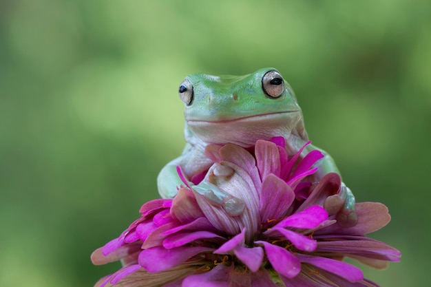 花の上に座っているオーストラリアの白いアマガエル