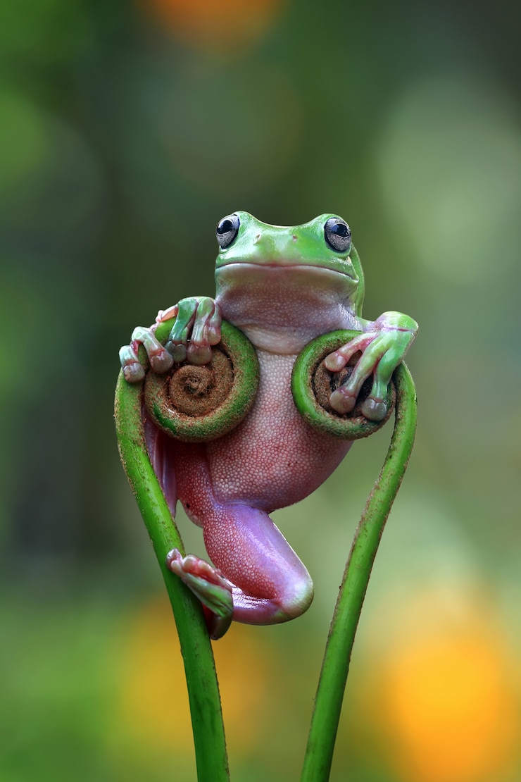 Photo australian white tree frog standing on branch, dumpy frog saty cool on branch, funny dumpy frog on branch, indonesian tree frog