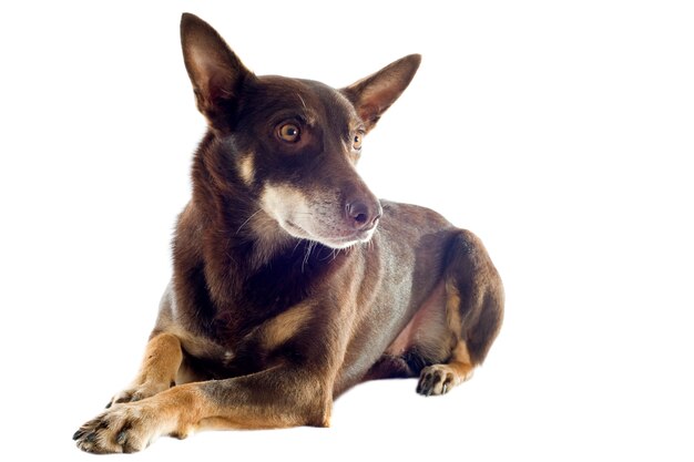 Foto australische die kelpie op wit wordt geïsoleerd