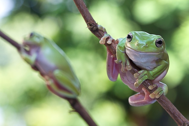 Australische groene boomkikker op takje