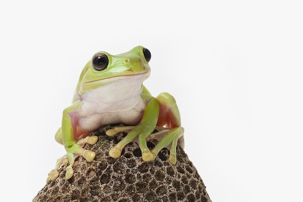 Australische groene boomkikker op witte achtergrond