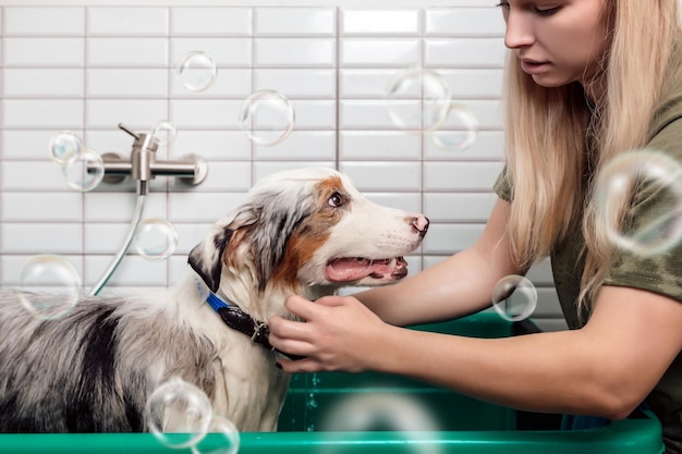 Australische herder doucht met shampoo in hondenbad