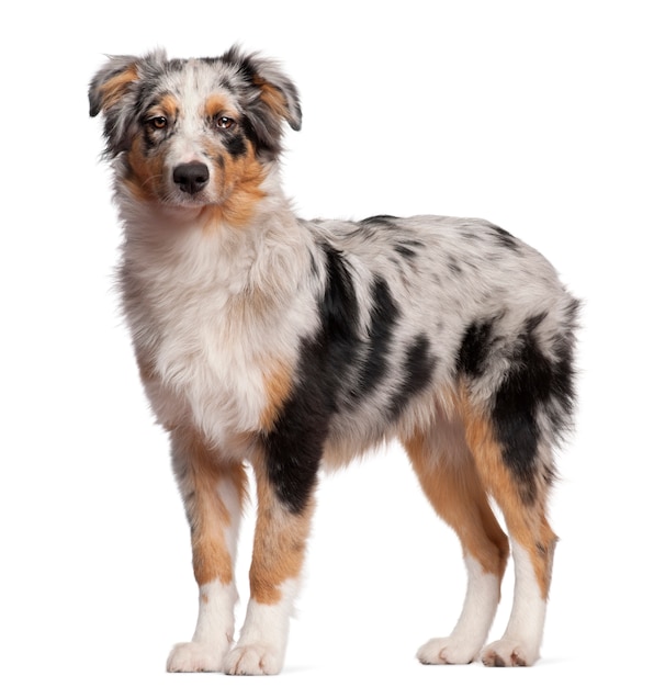 Australische herder. Geïsoleerd hondportret