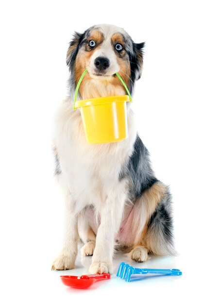 Australische herder in vakantie