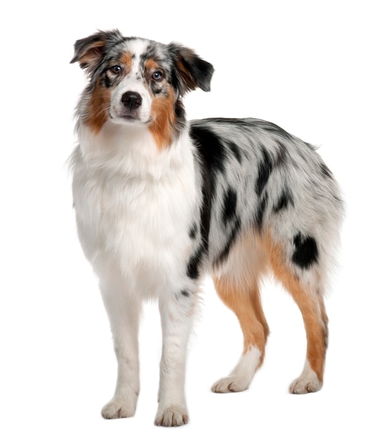 Australische herder met 7 maanden oud. Geïsoleerd hondportret