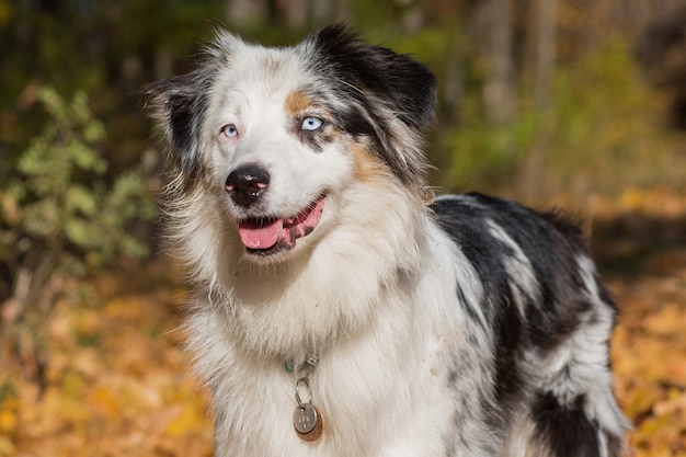 Australische herder met open mond close-up portret in herfst bos