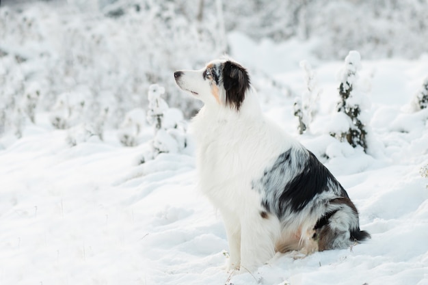 Australische herder met zitten in winter woud. Bevroren planten.