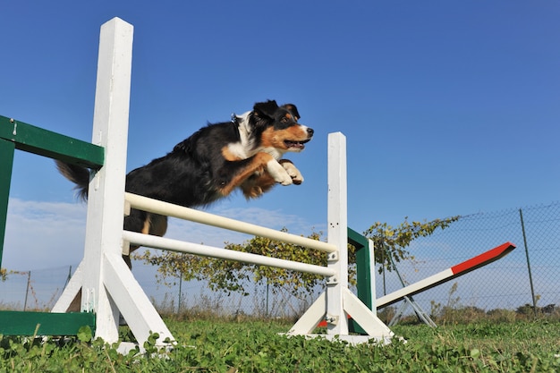 Australische herder springen