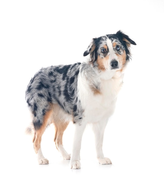 Australische herder voor witte achtergrond