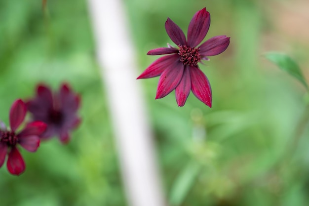 Australische inheemse bloemen in de struik in de lente