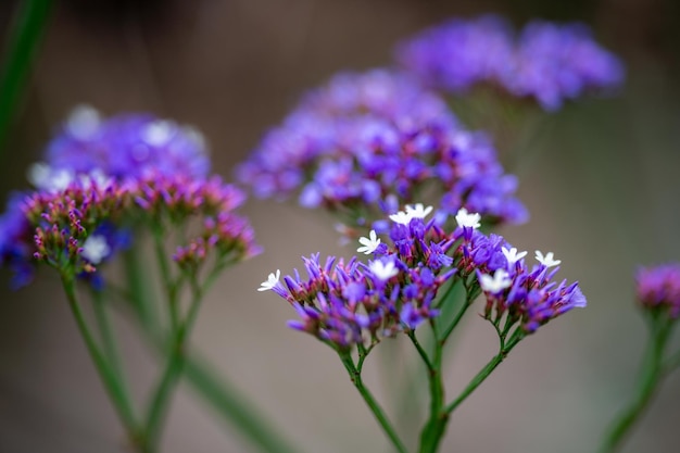 Australische inheemse bloemen in de struik in de lente