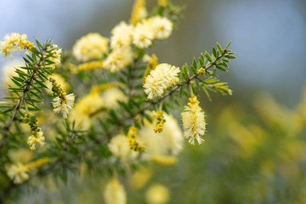 Australische inheemse gele bloemen in de struik in het voorjaar in het bos