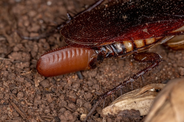 Australische kakkerlak van de soort Periplaneta australasiae die eieren legt