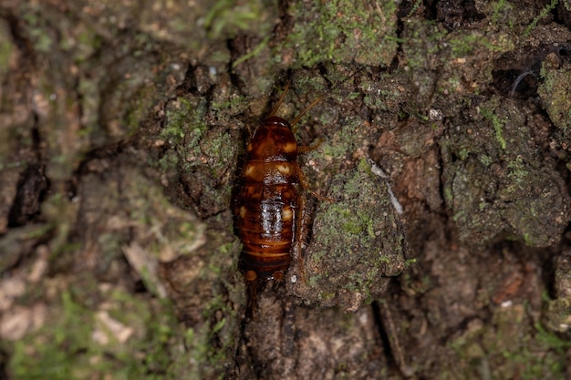 Australische kakkerlaknimf van de soort periplaneta australasiae