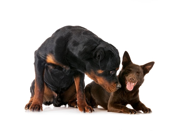 Australische Kelpie en rottweiler voor witte achtergrond
