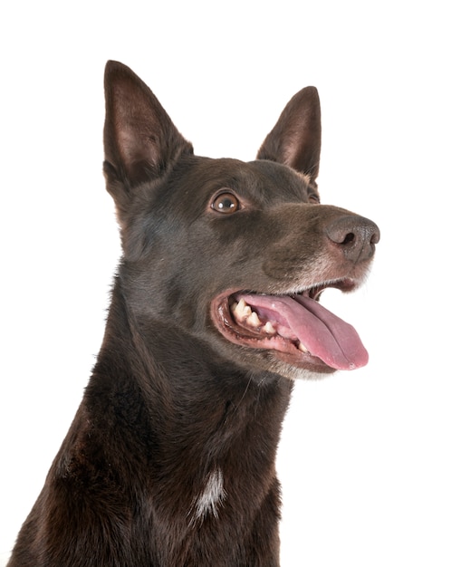 Australische Kelpie in de studio