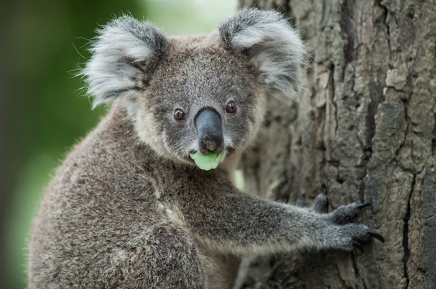Australische koala zit op boom, exotische iconische zoogdier zoogdier in weelderige jungle regenwoud