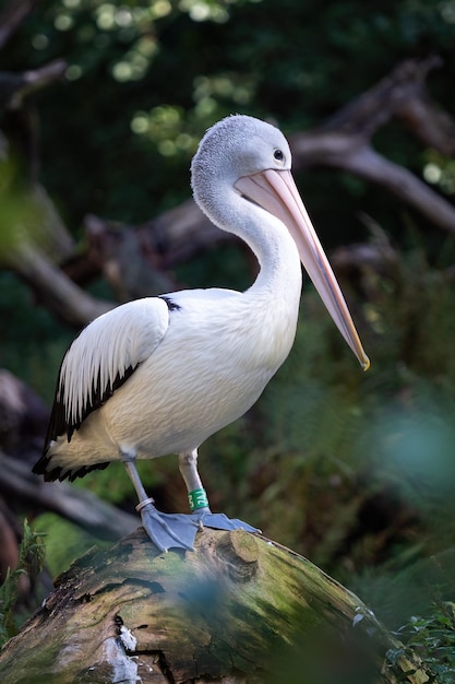 Australische pelikaan Pelecanus Conspicillatus op een boomstam