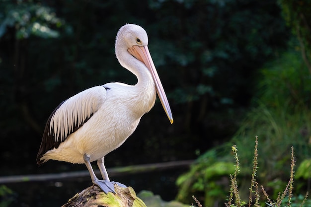 Australische pelikaan Pelecanus Conspicillatus op een boomstam