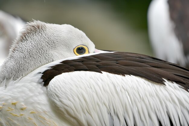Australische pelikaan verstopt zijn kop in vleugels