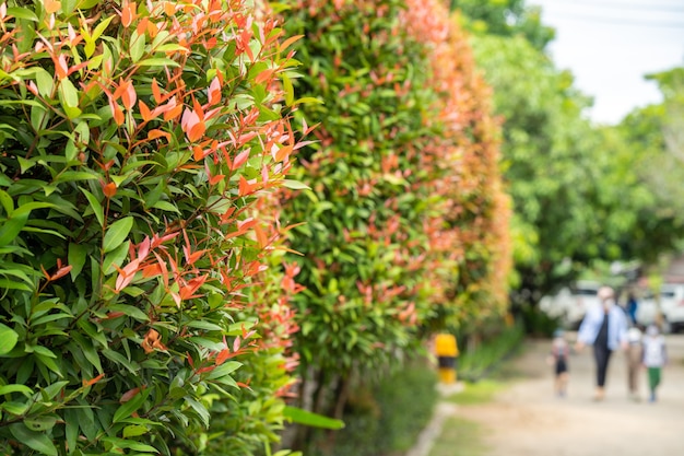 Australische rozenappelboom langs de weg laten groeien