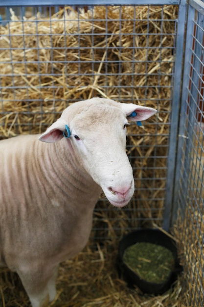 Australische schapen uit Dorset Brits ras van tamme schapen Dorset Horn in de kooi van de veestapel in ver