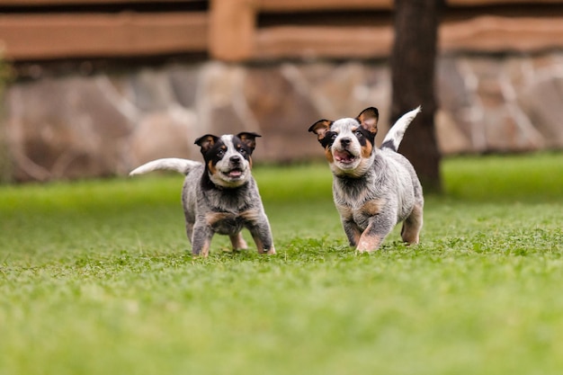 Australische veehond pup buiten. Blauwe heeler hondenras. Pups in de achtertuin