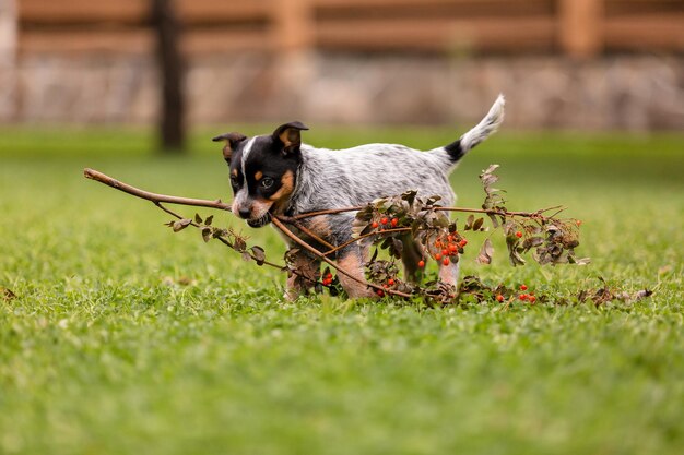 Australische veehond pup buiten. Blauwe heeler hondenras. Pups in de achtertuin