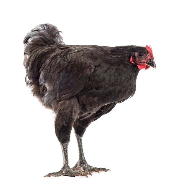 Australorp, 5 months old, against white space